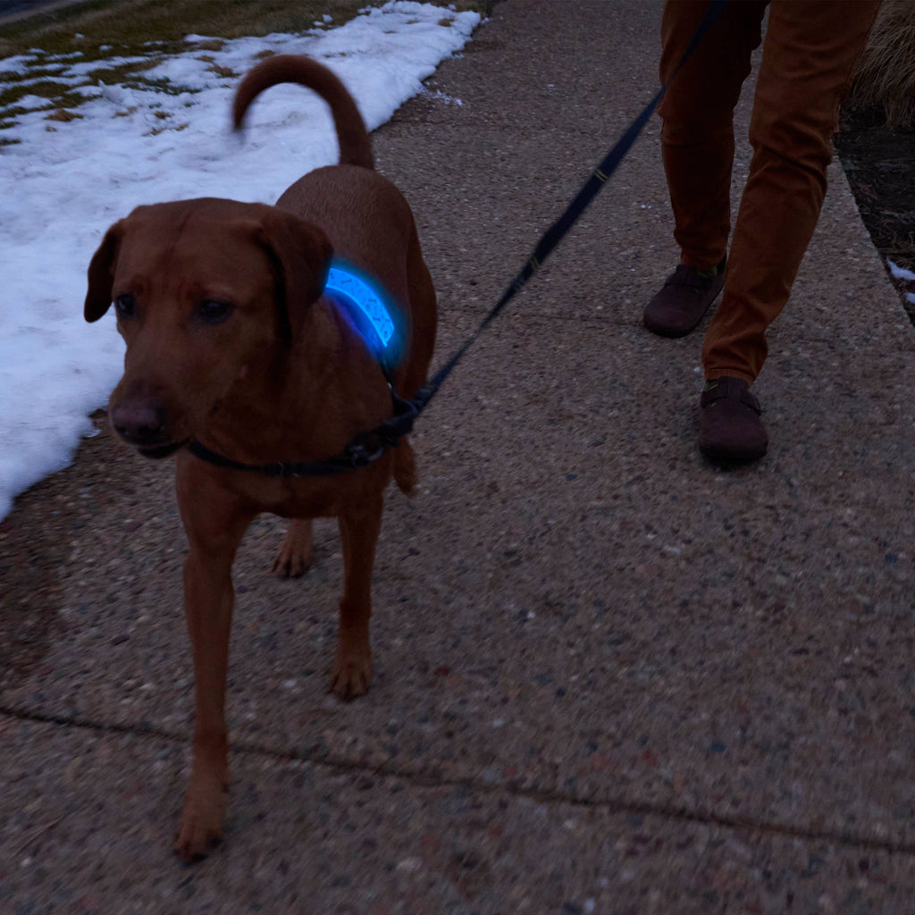Nite Ize NiteDog Rechargeable LED Collar Cover Disc-O Select - Dog.Dog.Cat.