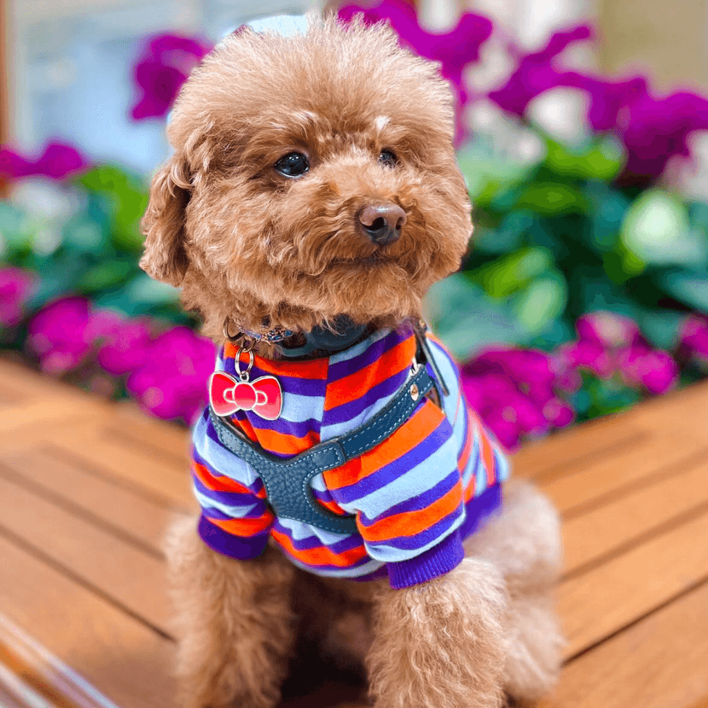 Bow Pet ID Tag - Dog.Dog.Cat.