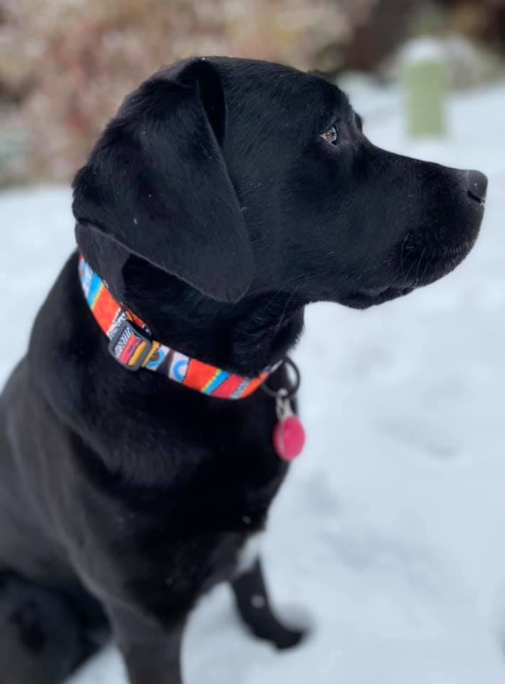 Autumn Dog Collar and Leash - Dog.Dog.Cat.