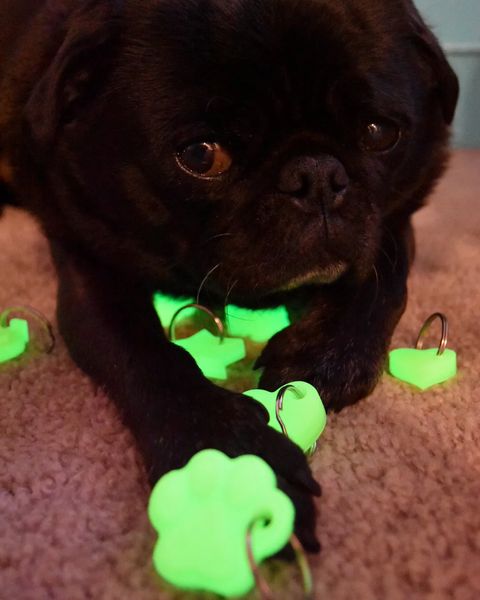 Glow your Pup Up Dog Charm - Dog.Dog.Cat.