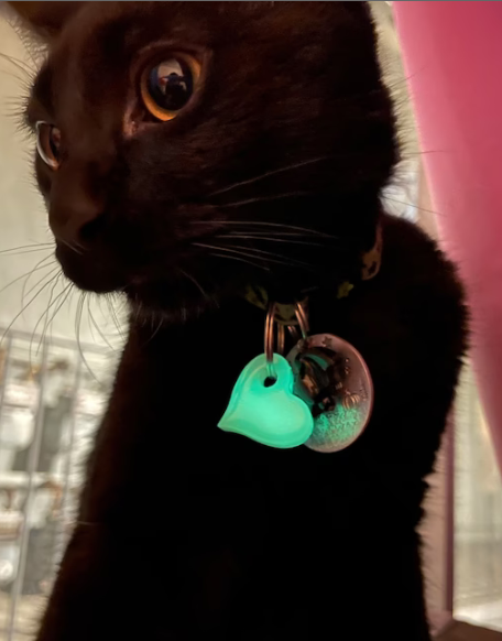 Glow your Pup Up Dog Charm - Dog.Dog.Cat.