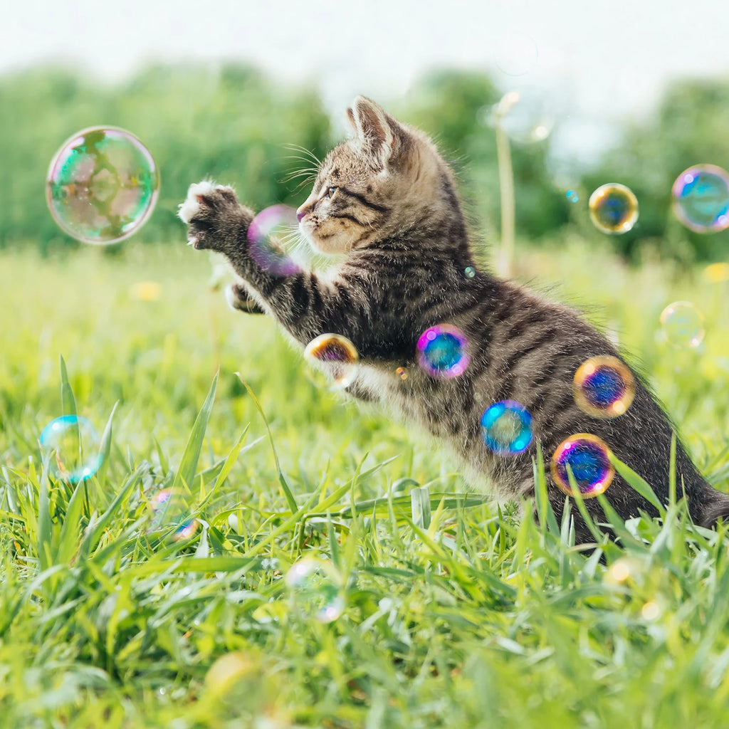 Kitty Love Bubbles - Dog.Dog.Cat.