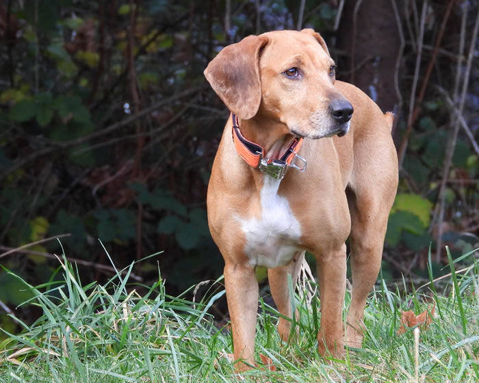 Cycle Dog Collar -Orange Reflective : 1" Width - Dog.Dog.Cat.