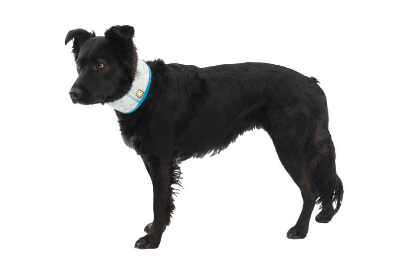Swamp Cooler™ Cooling Neck Gaiter Reversible, cooling accessory  Color  Graphite Gray - Dog.Dog.Cat.