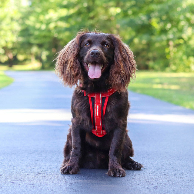 Ezy Dog Chest Plate Harness - Purple - Dog.Dog.Cat.
