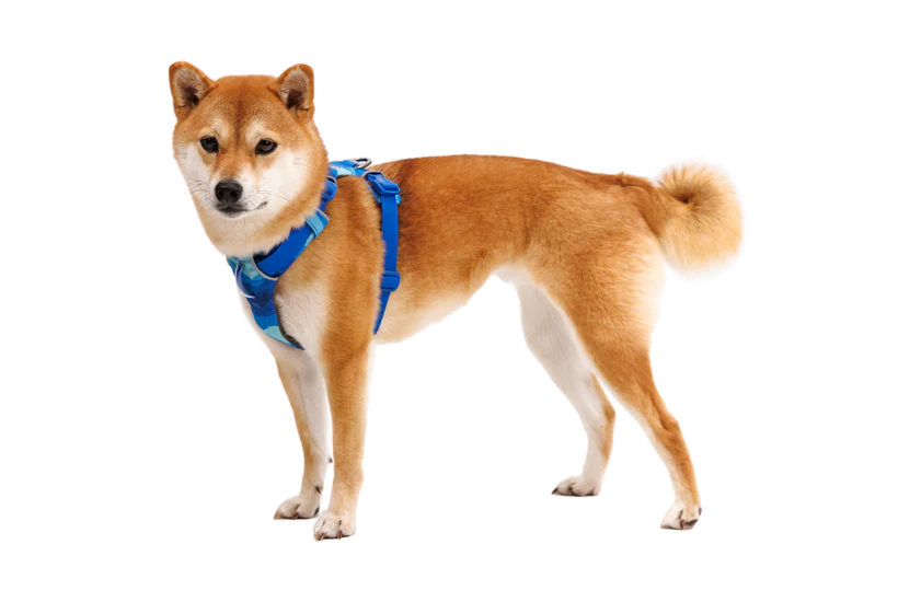 Ruffwear Front Range® Dog Harness padded, everyday adventure - Dog.Dog.Cat.