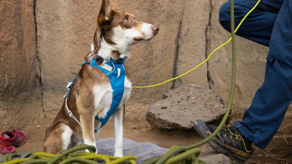 Ruffwear Flagline Harness - Dog.Dog.Cat.