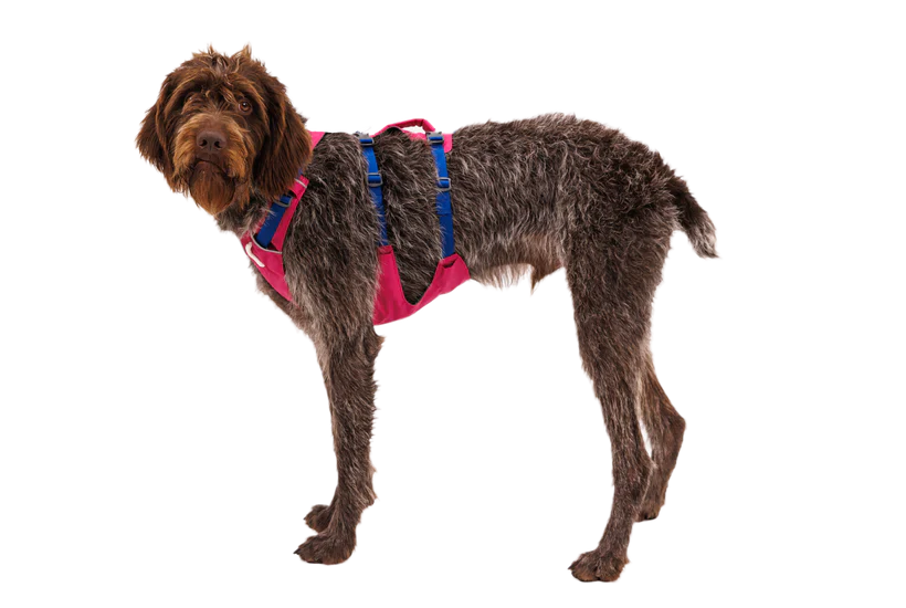 Ruffwear Flagline Harness - Dog.Dog.Cat.