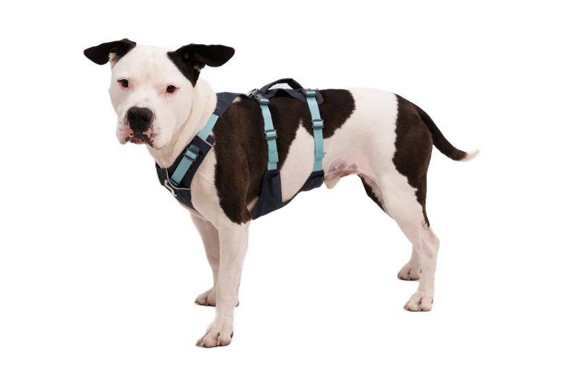 Ruffwear Flagline Harness - Dog.Dog.Cat.