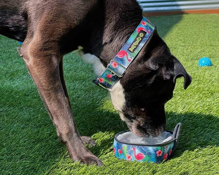 CYCLE Regular Dog Collar Flamingo MTL LATCH LOCK - Dog.Dog.Cat.