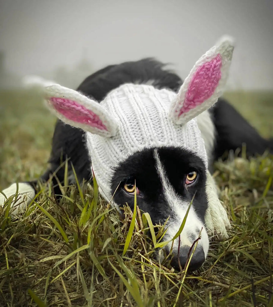 Knitted Dog Hat for Dogs - Dog.Dog.Cat.