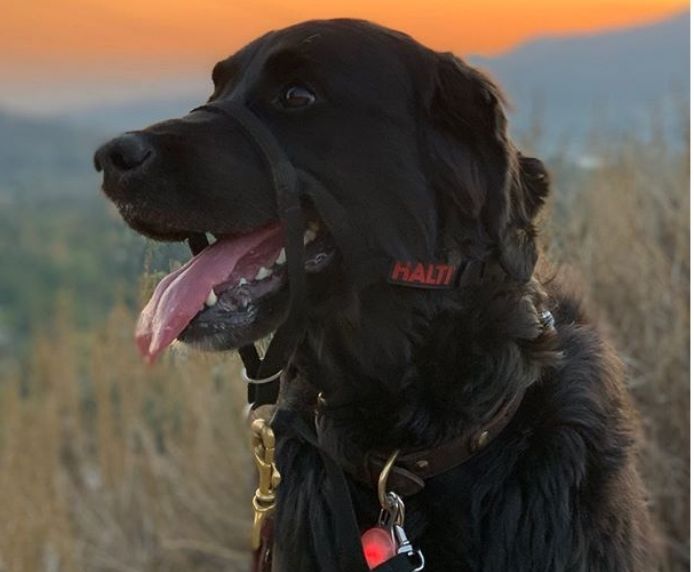 Halti OptiFit Head Collar - Dog.Dog.Cat.