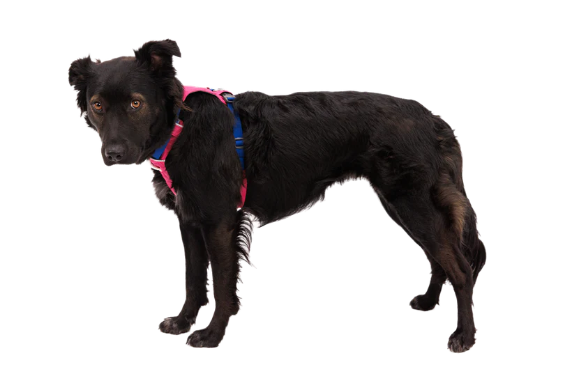 Ruffwear Hi & Light Lightweight Harness | Dog.Dog.Cat.