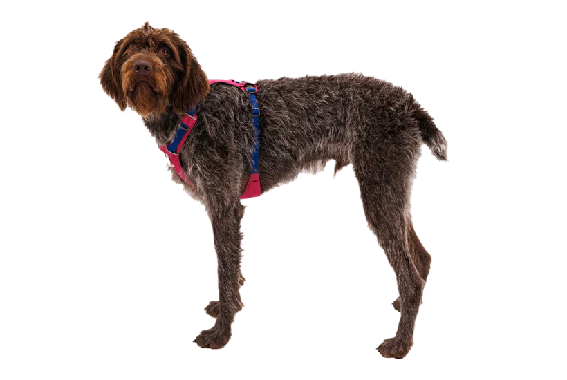 Ruffwear Hi & Light Lightweight Harness - Dog.Dog.Cat.