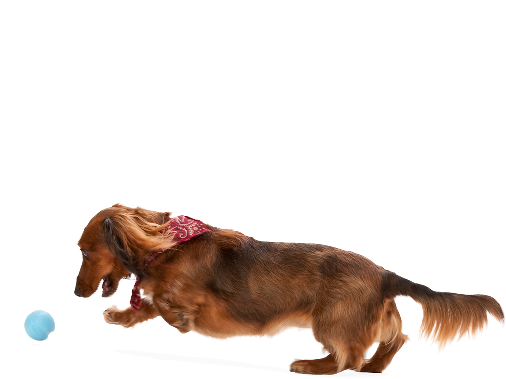 West Paw - Jive® Dog Toy Ball for Chew, and Fetch - Dog.Dog.Cat.