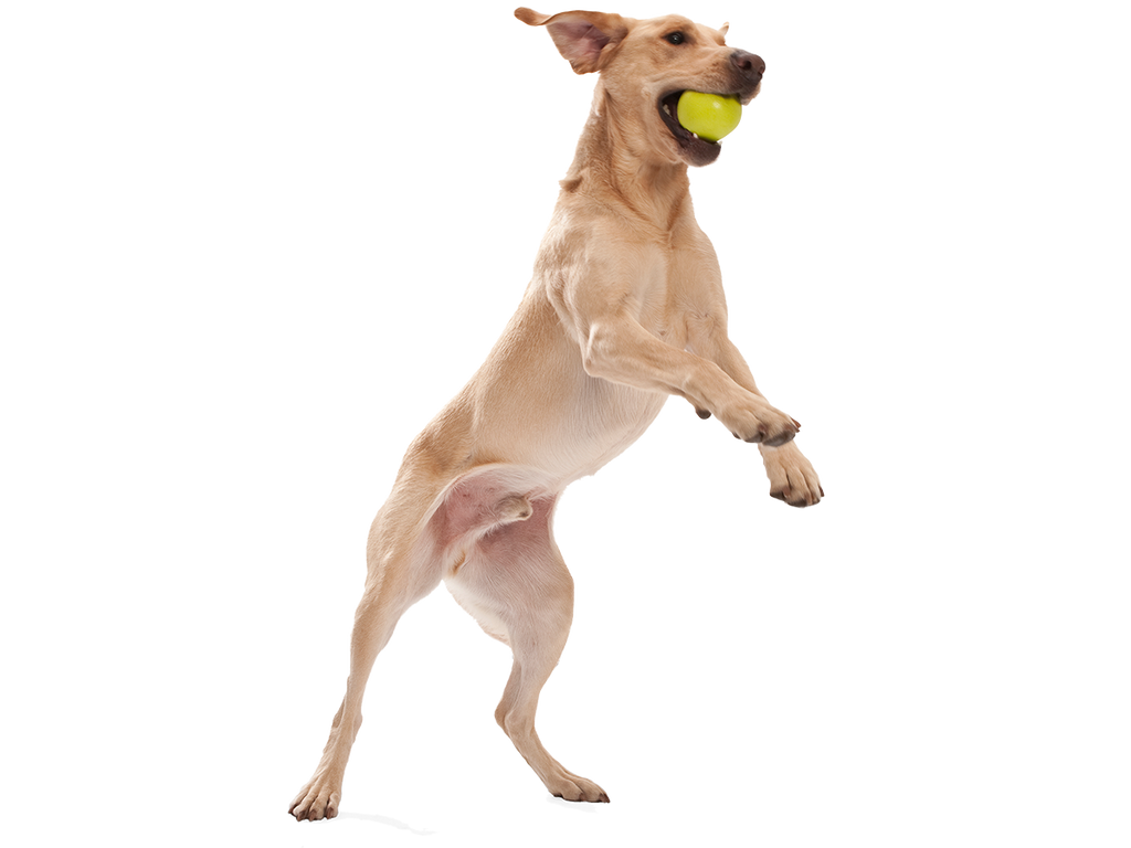 West Paw - Jive® Dog Toy Ball for Chew, and Fetch - Dog.Dog.Cat.