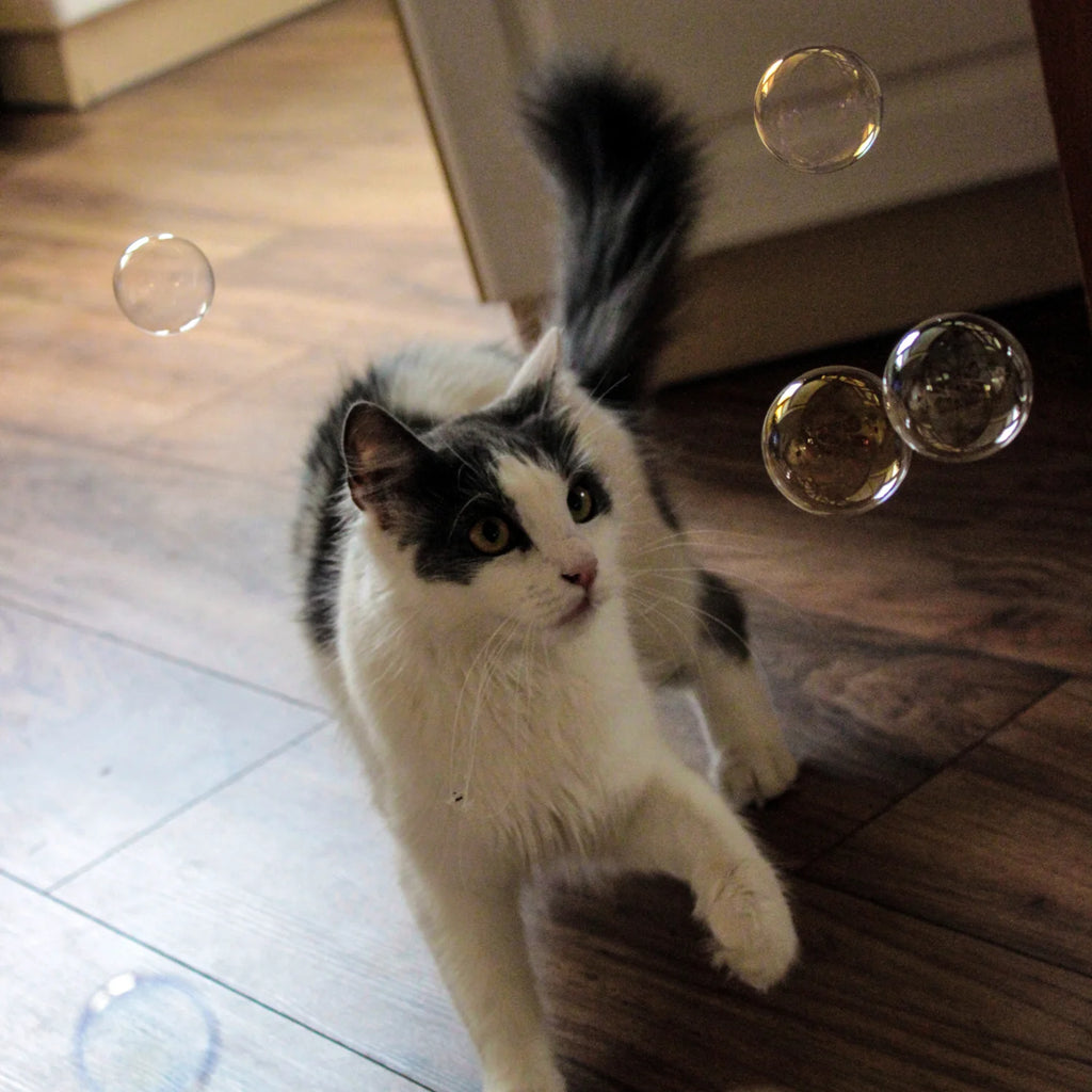 Kitty Love Bubbles - Dog.Dog.Cat.