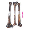 Ostrich Long Bone - Dog.Dog.Cat.