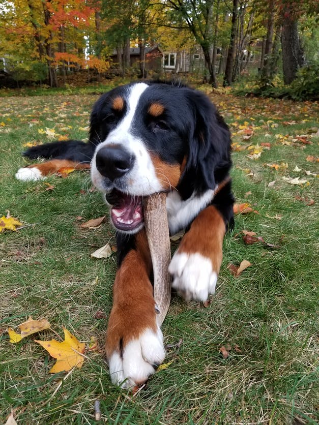 Elk Antler Dog Chews - Split  or Whole - Dog.Dog.Cat.
