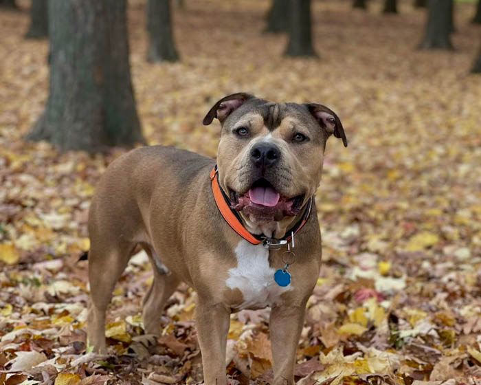 Cycle Dog Collar -Orange Reflective : 1" Width - Dog.Dog.Cat.