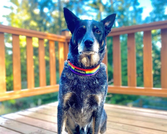 Cycle Dog Collar-Rainbow Pride Durable Reflective Bike-Inspired Pet Collar Accessory - Dog.Dog.Cat.