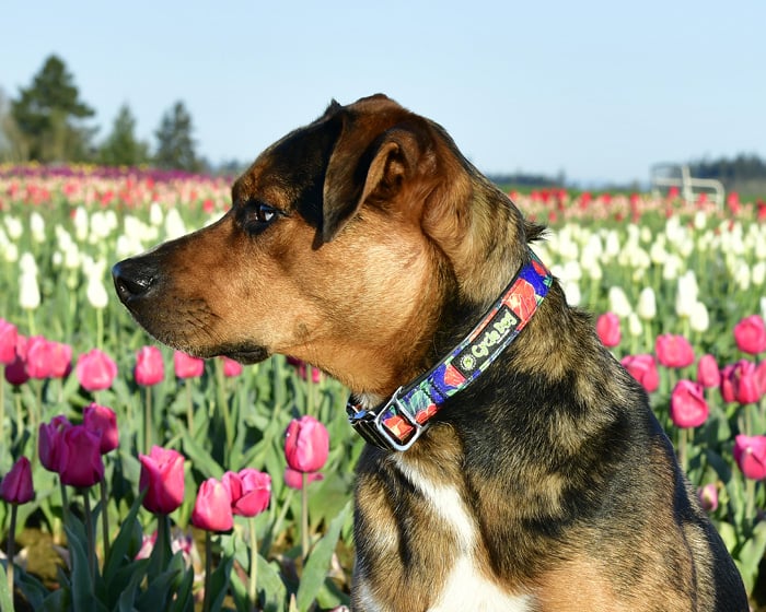 CYCLE REGular dog Collar RED TULIP XP MTL LATCH LOCK - Dog.Dog.Cat.