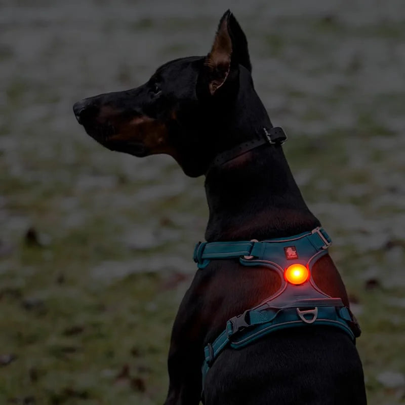 TrueLove Rechargeable LED Dog Safety Light TLD19103 - Dog.Dog.Cat.