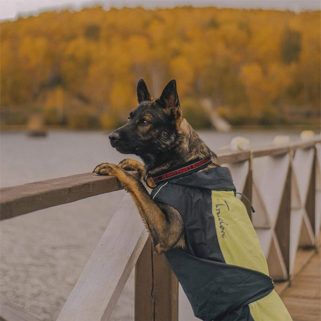 Truelove Winter Dog Coat TLG2471 Insulated Waterproof Winter Coat for Dogs with Reflective Trim - Dog.Dog.Cat.