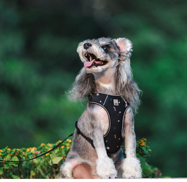 TrueLove Dog Harness and Leash Combination TLH2918 - Dog.Dog.Cat.