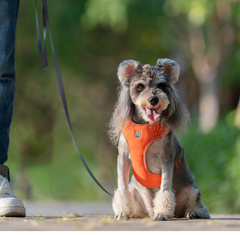 TrueLove Dog Harness and Leash Combination TLH2918 - Dog.Dog.Cat.