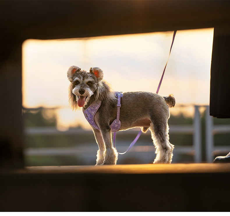 TrueLove Dog Harness and Leash Combination TLH2918 - Dog.Dog.Cat.