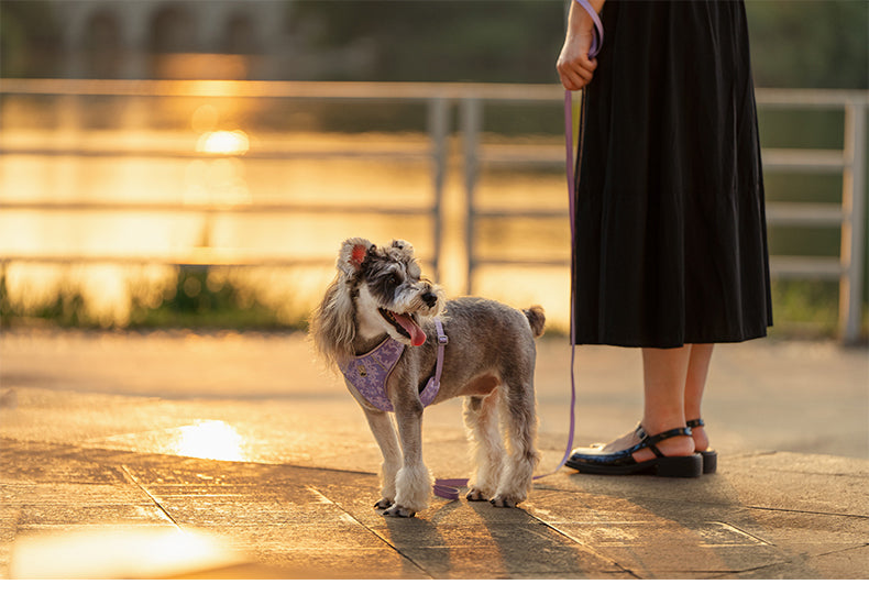 TrueLove Dog Harness and Leash Combination TLH2918 - Dog.Dog.Cat.