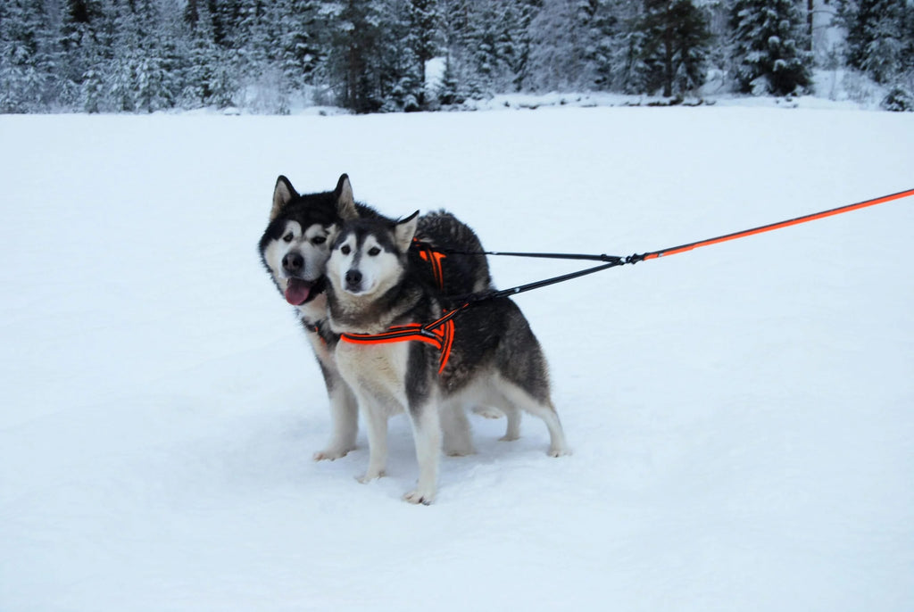 TrueLove Dog Leash TLL2371 AKA "Coupler" -Black - Dog.Dog.Cat.