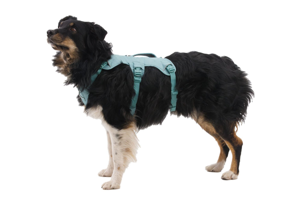 Web Master™ Dog Harness with Handle harness with neck buckle and handle - Dog.Dog.Cat.