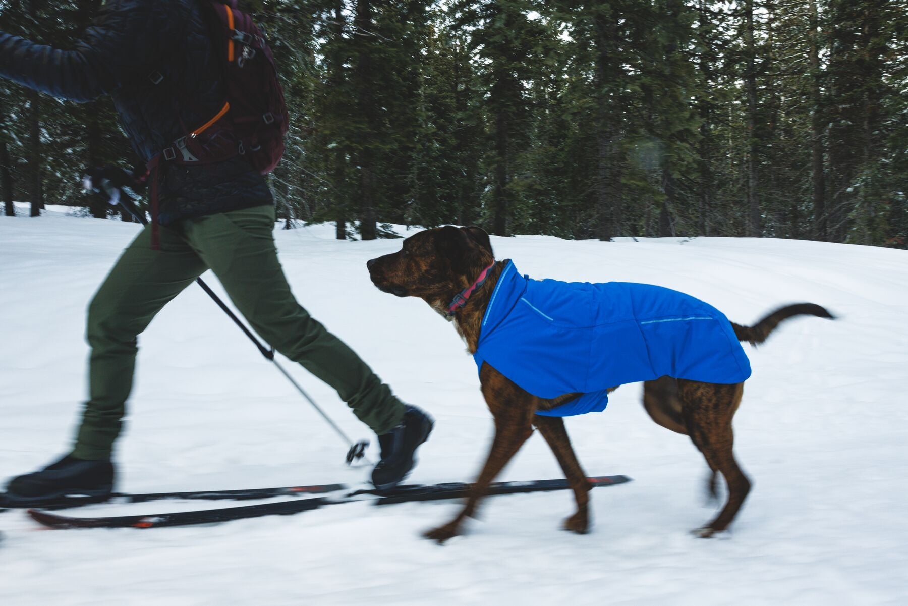 Ruffwear Vert Dog Jacket - Insulated Winter Coat for Cold Weather