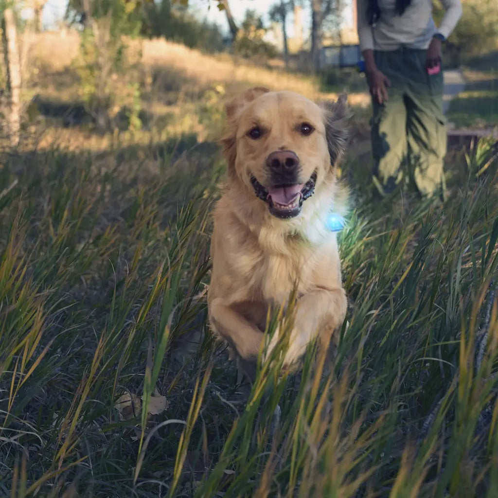 Nite Ize SpotLit® Rechargeable Collar Light - Blue - Dog.Dog.Cat.