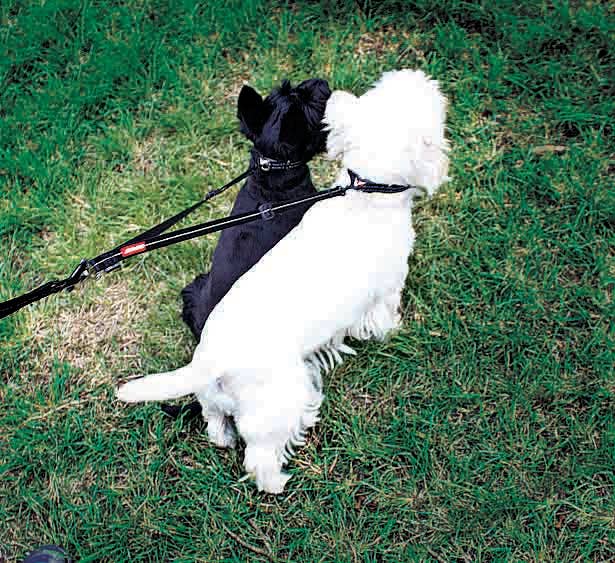 Ezydog Soft Touch Coupler - Dog.Dog.Cat.