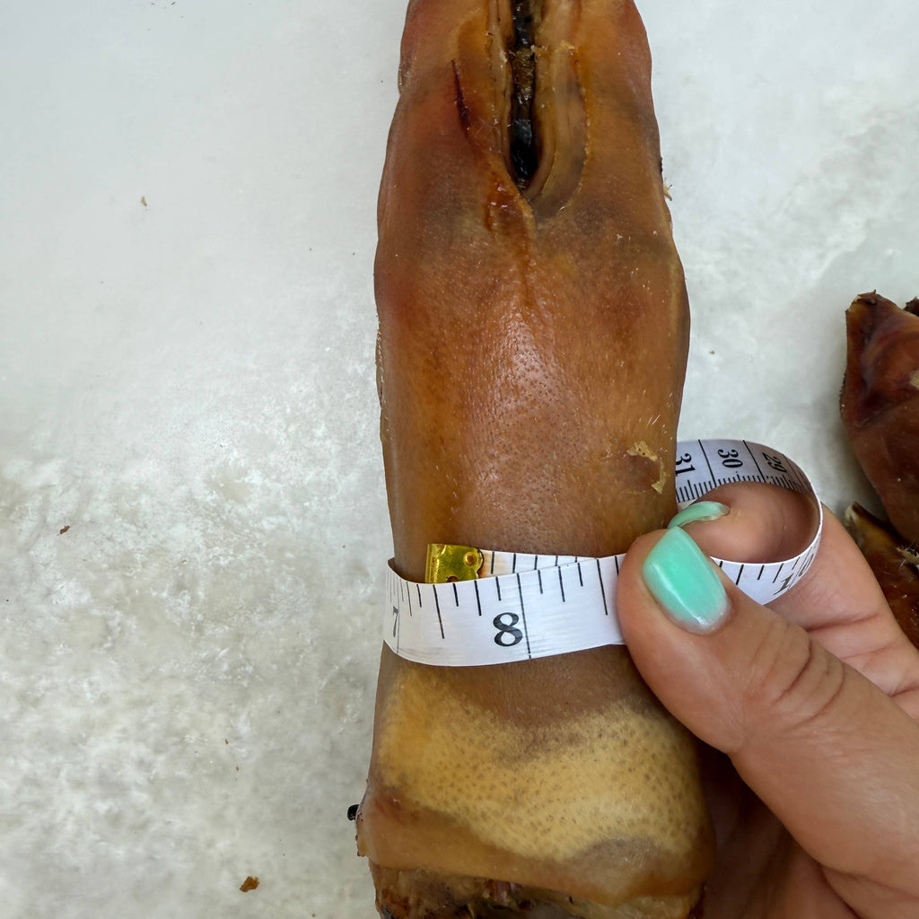 Golden Nibbles - Pork Trotter/Pig Foot - 8-9 in - Long Lasting Chew For Dogs - Dog.Dog.Cat.