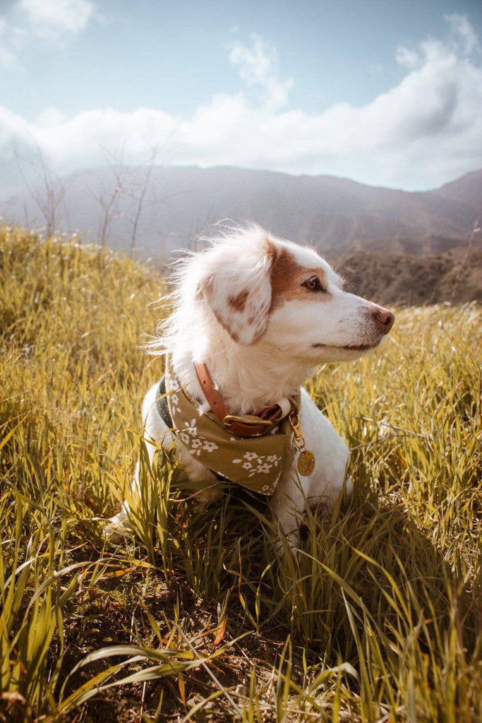 The Paws - Pippin Dog Bandana - Dog.Dog.Cat.