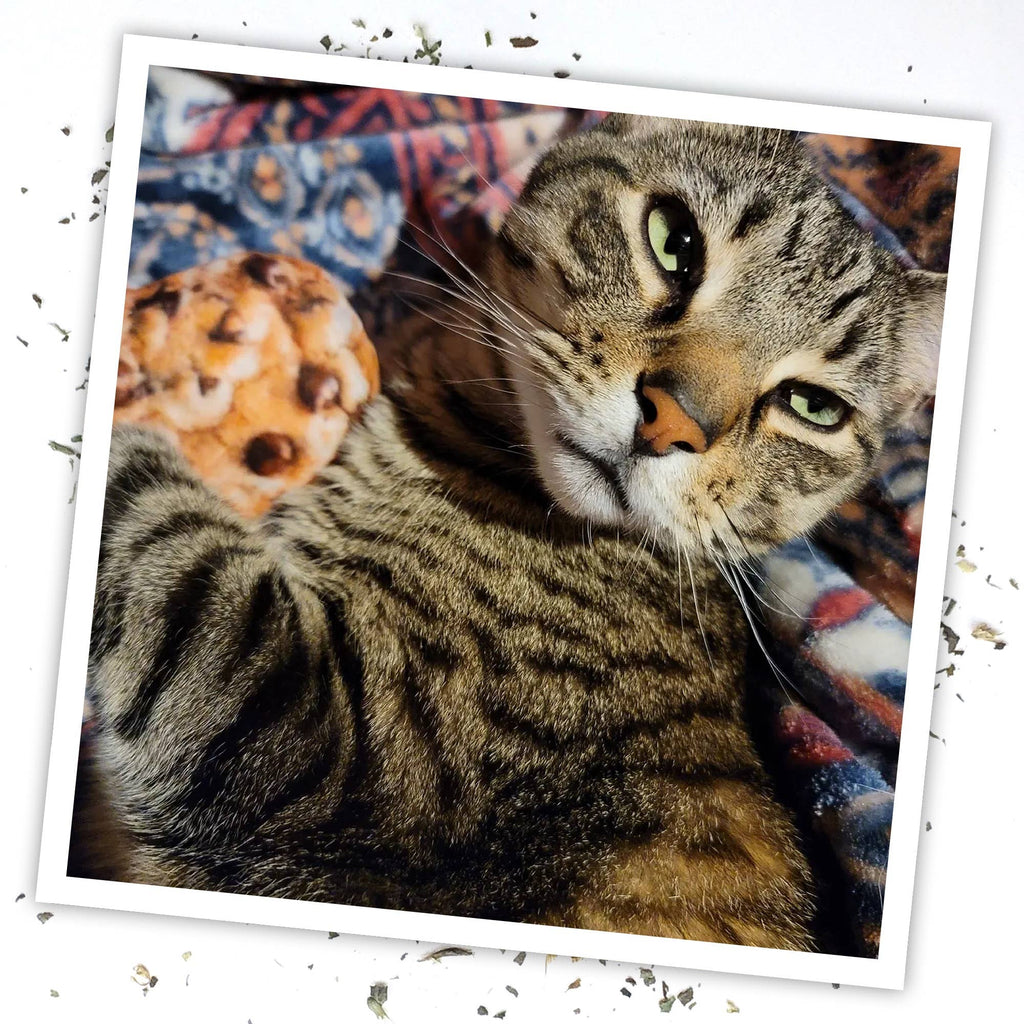 Meowijuana Get Baked Cookie Cat Toy - Dog.Dog.Cat.