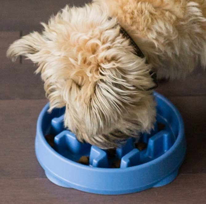 Pet Palette Distribution - Outward Hound - Fun Feeder Slo Bowl - Blue Small - Dog.Dog.Cat.