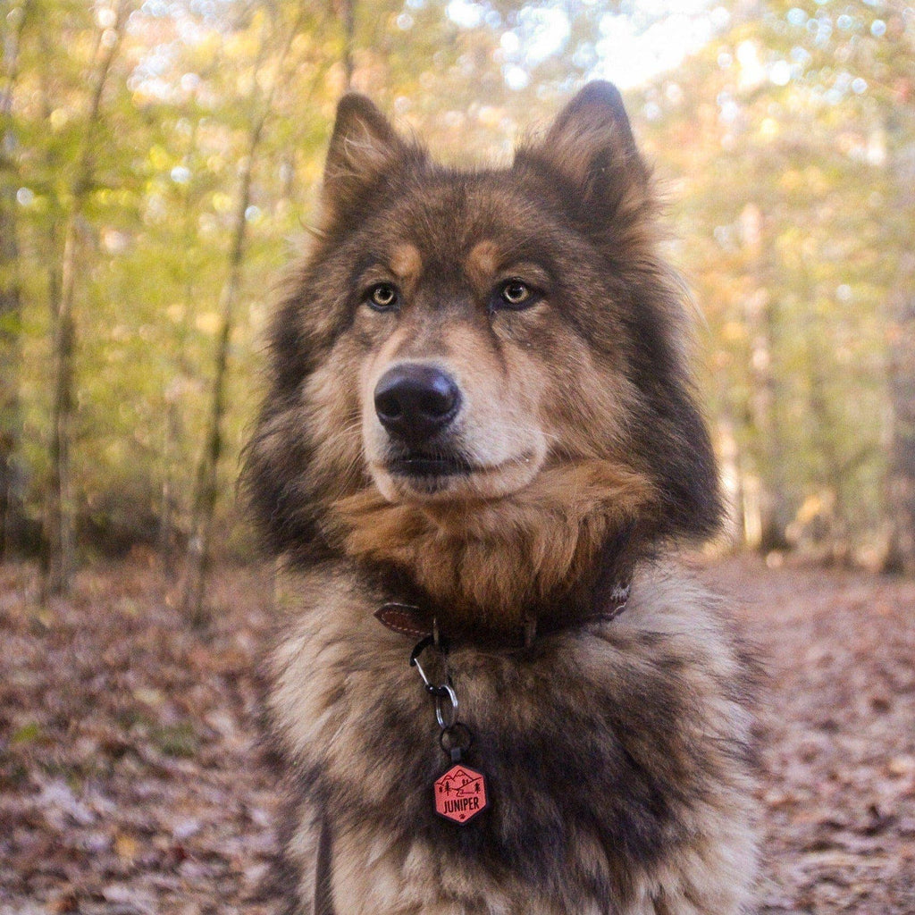 Besties Pets - Stay Wild Silicone ID Tag - Dog.Dog.Cat.