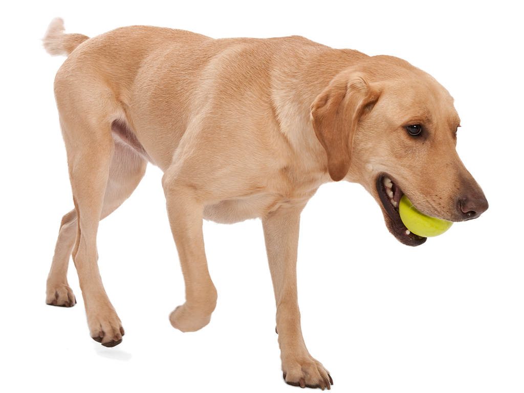 West Paw - Jive® Dog Toy Ball for Chew, and Fetch - Dog.Dog.Cat.