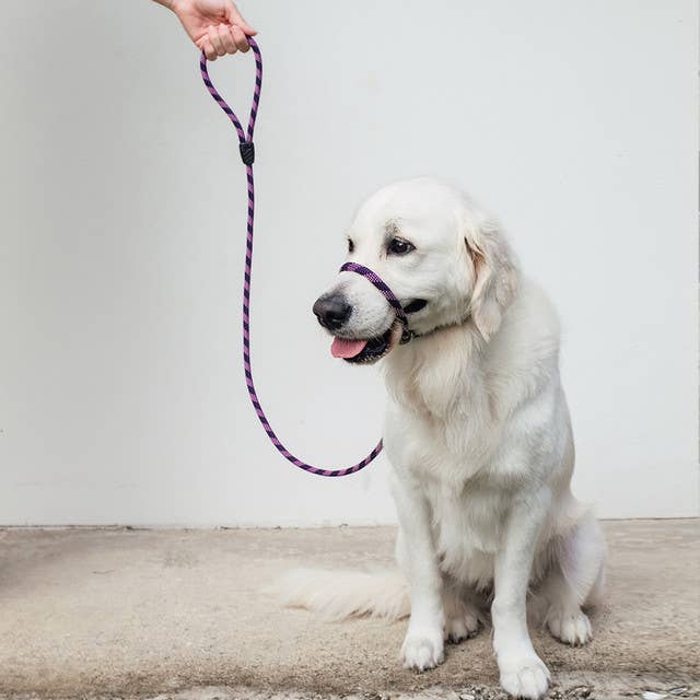 Ezydog Luca Leash - Dog.Dog.Cat.