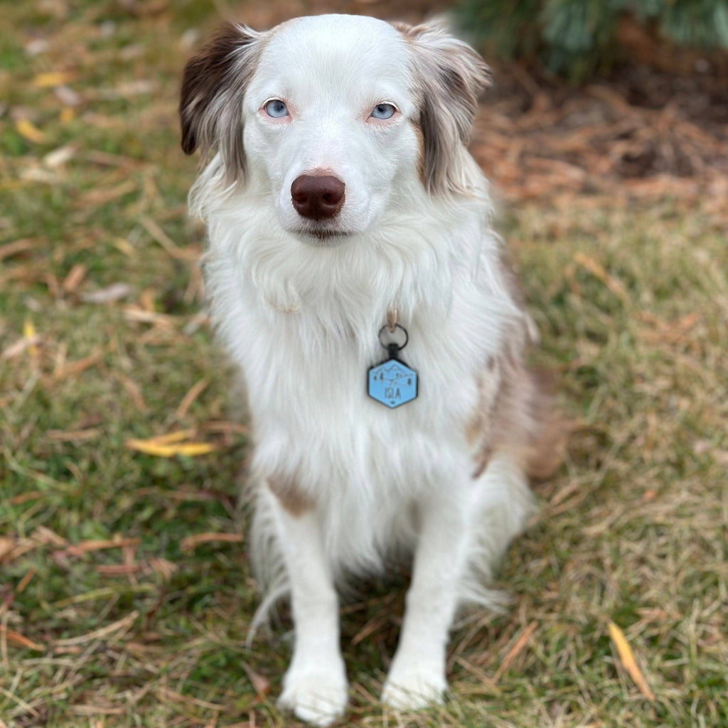 Besties Pets - Wildflowers Silicone ID Tag - Dog.Dog.Cat.