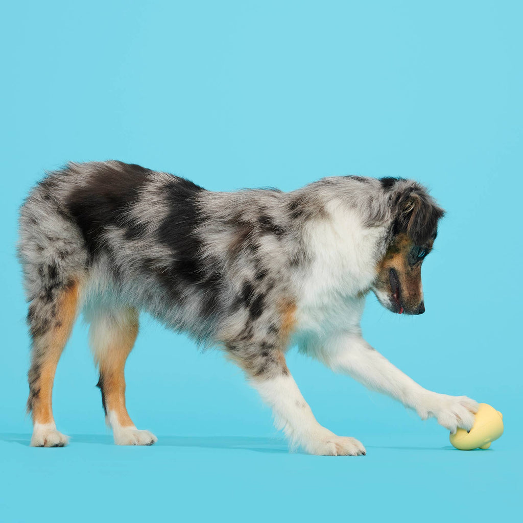 BARK Tough Chick Chicken Super Chewer Dog Toy Yellow SM/MED - Dog.Dog.Cat.