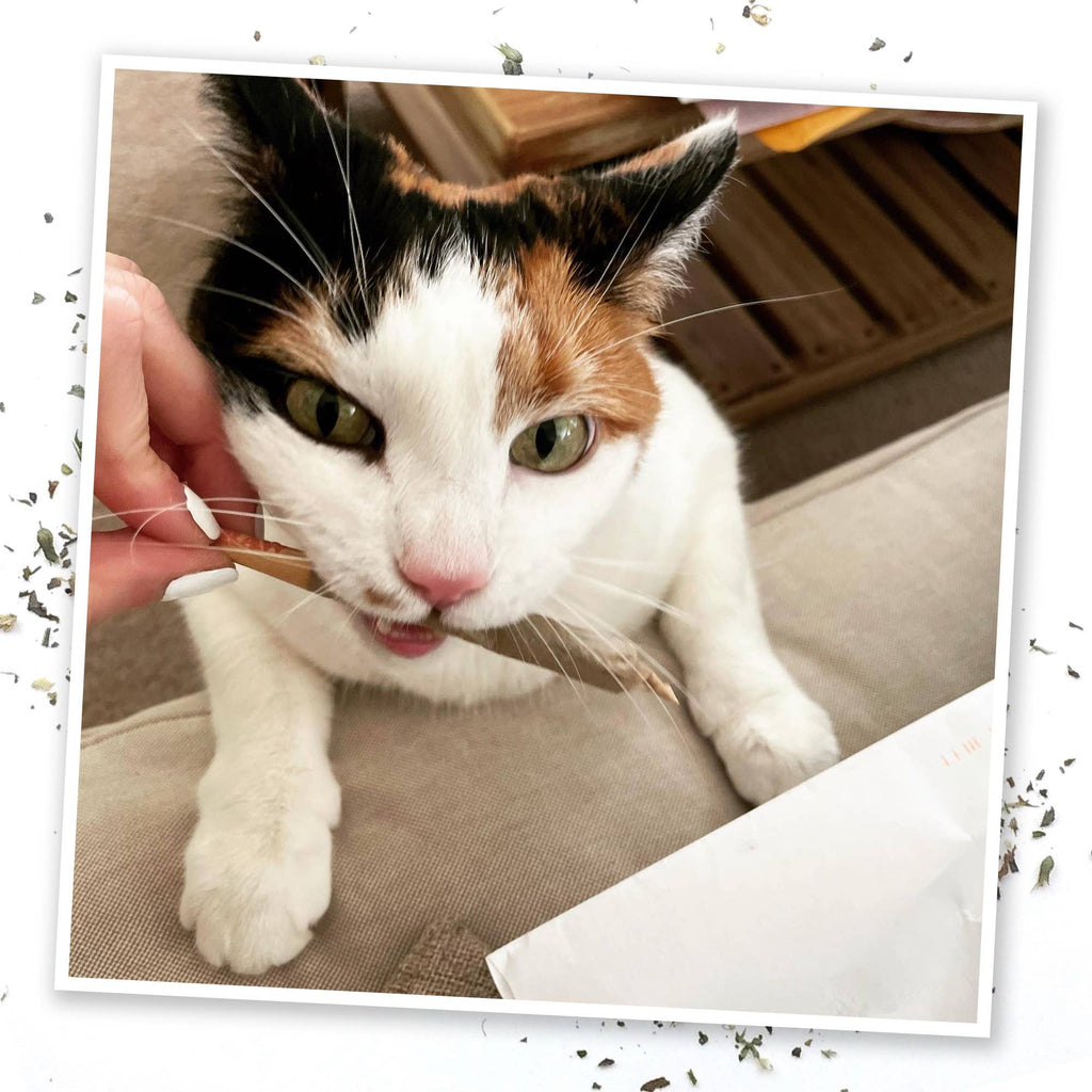 Meowijuana King Catnibas Joints - Dog.Dog.Cat.