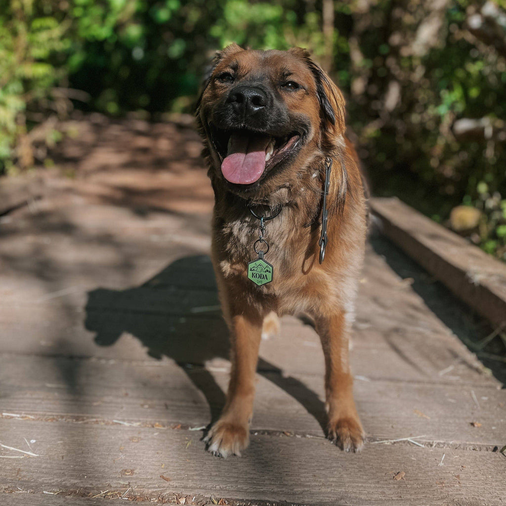 Besties Pets - Road Trippin’ Silicone ID Tag - Dog.Dog.Cat.