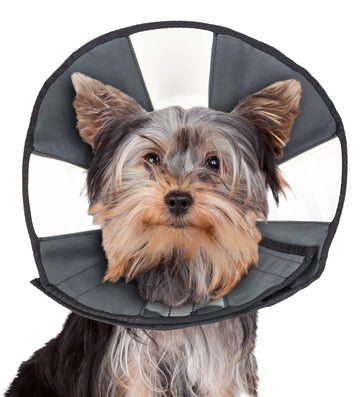 ZenCone Soft Recovery Collar with Windows by ZENPET for Comfortable Pet Healing - Dog.Dog.Cat.