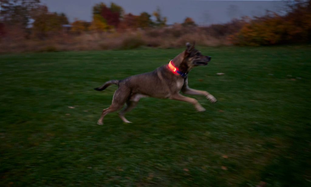 Nite Ize NiteDog Rechargeable LED Collar Cover Disc-O Select - Dog.Dog.Cat.